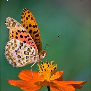 Meet your Posher, Debora